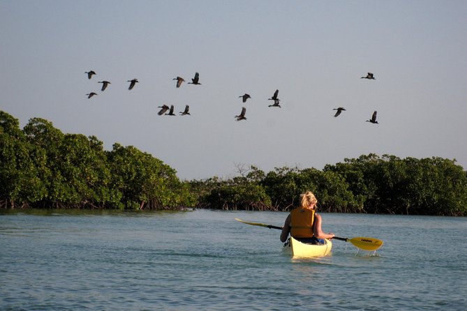 Kayak Eco Tour Meeting And Pickup