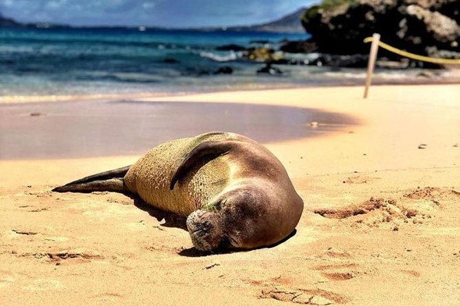 Kayaking Tour of Kailua Bay With Lunch, Oahu - Tour Overview and Experience