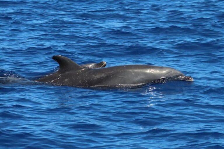 Kealakekua Bay: Snorkel And Coastal Adventure With Lunch Tour Overview