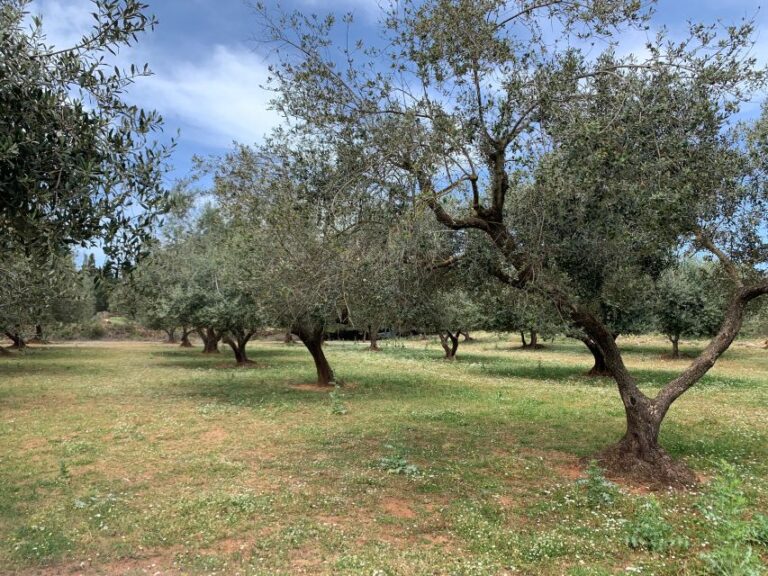 Kefalonia Farm Tour On E Bikes Tour Overview