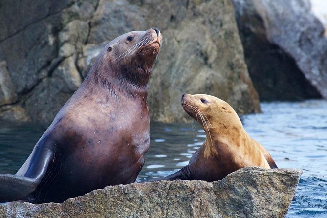 Kenai Fjords National Park Glacier & Wildlife Cruise - Overview and Experience