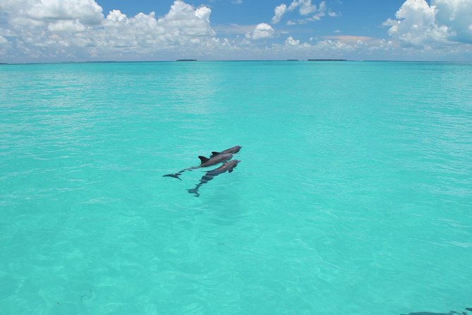 Key West Dolphin Watch And Snorkel Cruise Overview Of The Experience