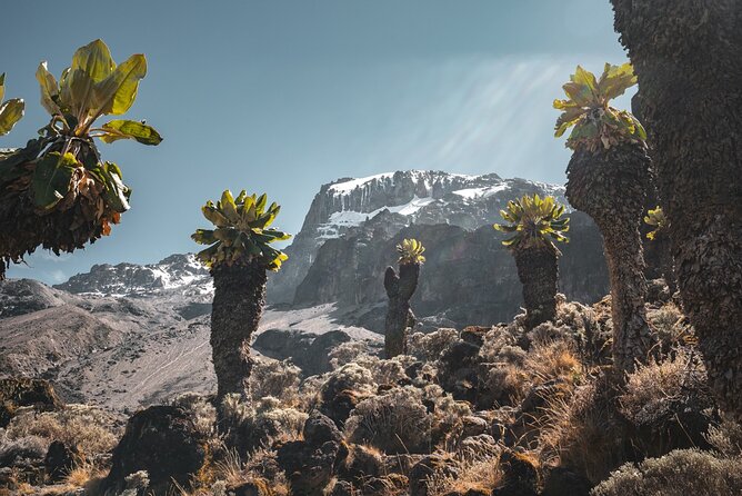 Kilimanjaro Climb, Machame Route (7-Day) - Overview of Mt. Kilimanjaro