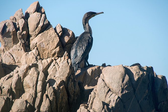 Knysna Heads & Lagoon Adventure Tour Tour Overview