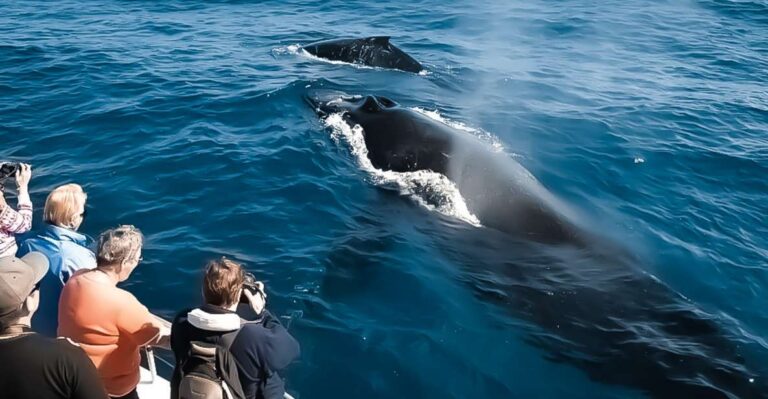 Kona: Kalaoa Midday Whale Watching Tour Tour Overview