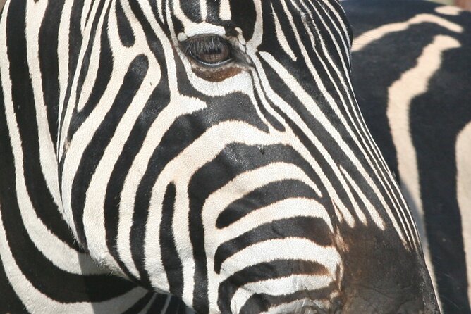 Kruger National Park in a Open Safari Vehicle - Full Day - Inclusions