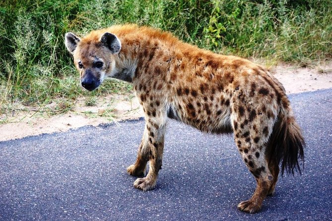 Kruger Park 2 Day Safari From Maputo (open Backed Safari Vehicle) Safari Vehicle And Accessibility