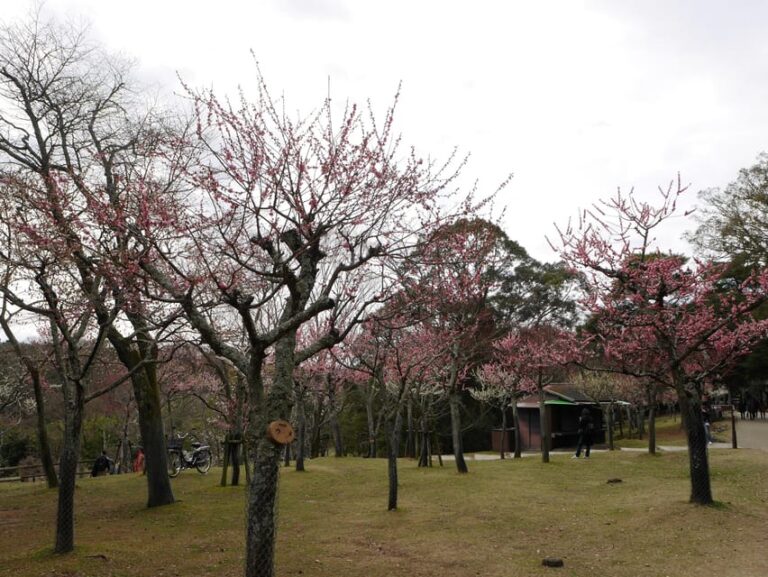 Kyoto: Nara, Todaiji, Kasuga Taisha Shrine Private Full Day Tour Overview