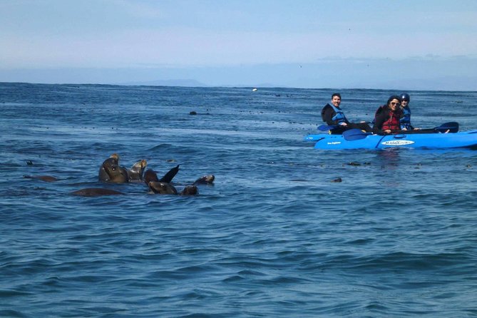 La Jolla Sea Caves Kayak Tour For Two (tandem Kayak) Tour Overview And Highlights