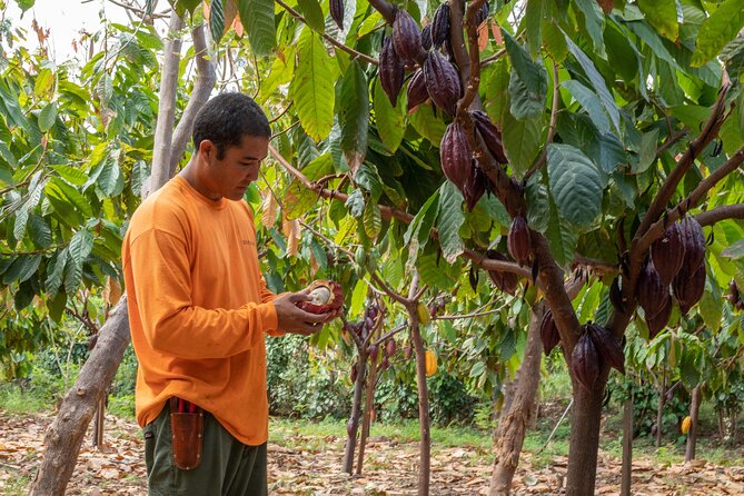 Lahaina: Maui Kuia Estate Guided Cacao Farm Tour And Tasting Tour Overview