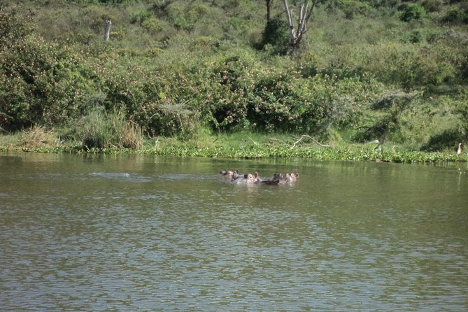 Lake Naivasha Day Tour Including The Crescent Island Tour Overview