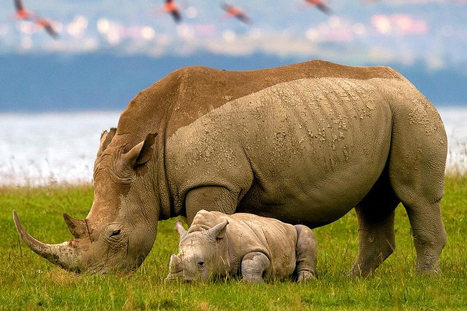 Lake Nakuru Day Trip From Nairobi Overview Of The Day Trip