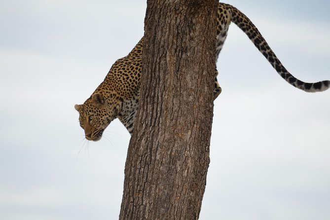 Lake Nakuru/ Lake Naivasha/ Maasai Mara 5 Days Lodge Safari Accommodation And Meals