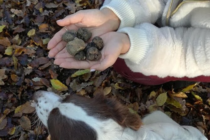 Langhe Truffle Hunting Experience Guided Truffle Hunt