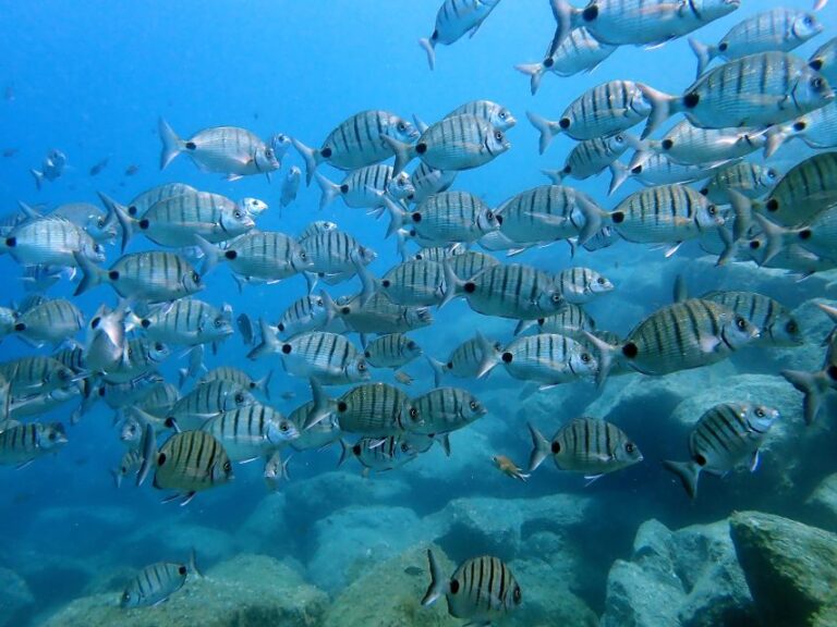 Lanzarote: Beginner Diving Course Costa Teguise (2 Dives) Course Overview