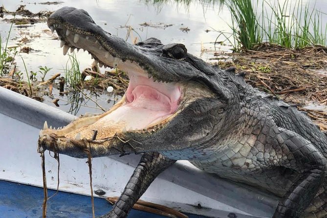 Large Airboat Swamp Tour With Transportation From New Orleans Tour Overview