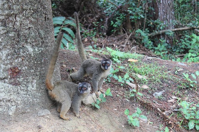 Lemur Day Tour At Andasibe Rainforest And Vakona Lodge Reserve Tour Overview