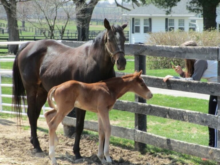 Lexington: Thoroughbred Horse Farm Tour And Keeneland Visit Tour Overview