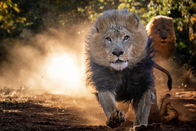 Lion & Wildlife Sanctuary Excursion Victoria Falls Overview