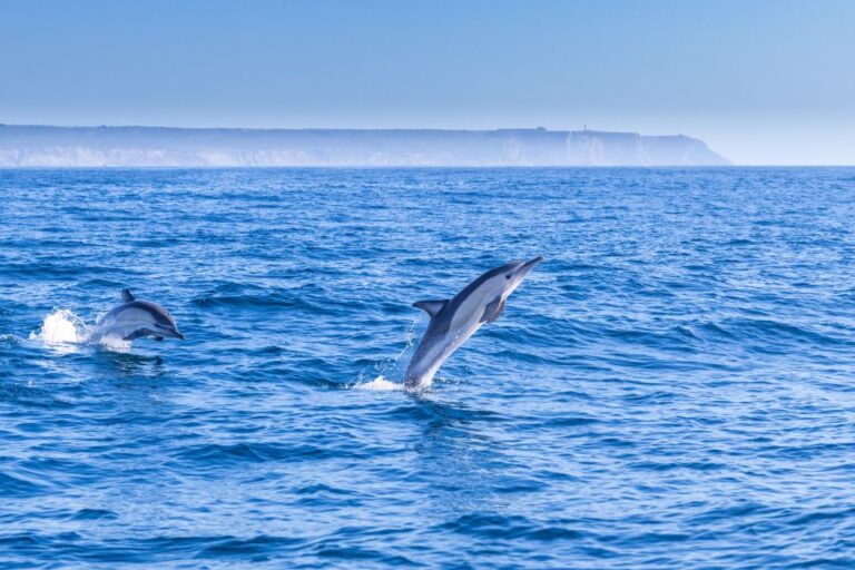 Lisbon: Dolphin Watching Boat Tour Tour Overview And Pricing