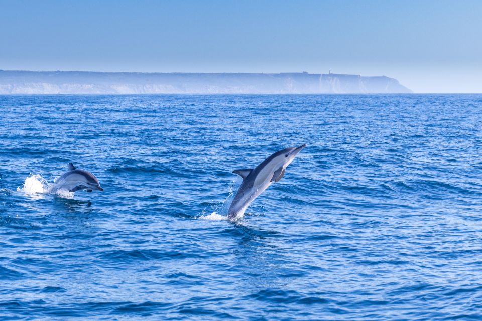 Lisbon: Dolphin Watching Boat Tour - Tour Overview and Pricing