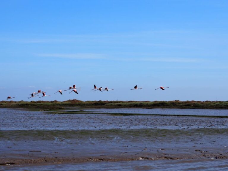 Lisbon: Tagus Estuary Nature Reserve Birdwatching Boat Tour Tour Overview