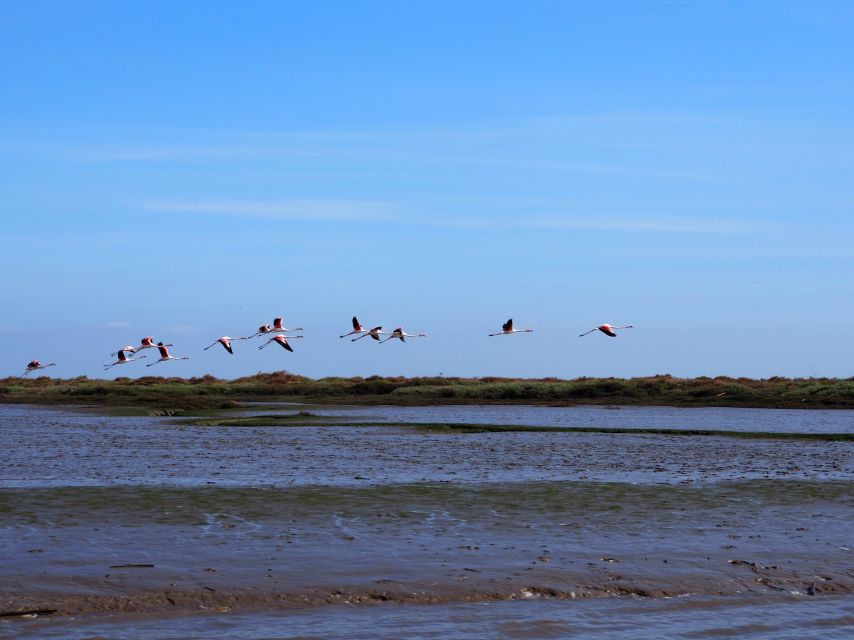 Lisbon: Tagus Estuary Nature Reserve Birdwatching Boat Tour - Tour Overview