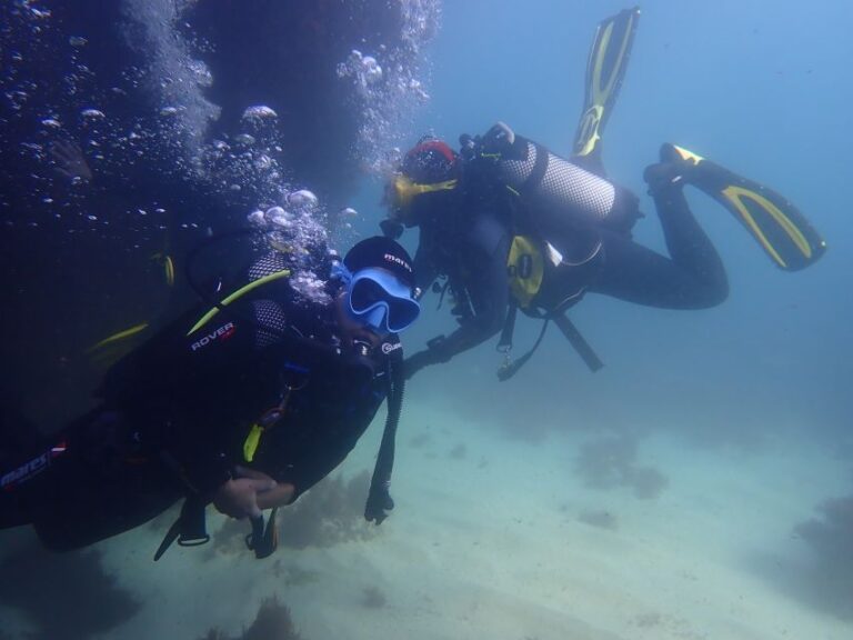 Lisbon: Try Diving In Arrábida Natural Park And Marine Reserve Discover Arrabidas Diverse Seabed