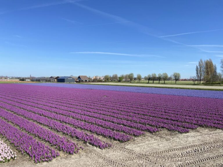 Lisse: Self Guided Tulip Fields Gps Audio Tour Tour Overview And Pricing