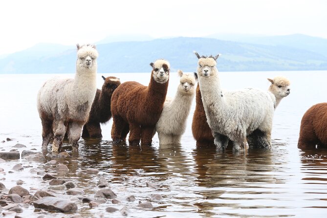 Loch Ness With Castles, Beaches, Mountains And MONSTERS