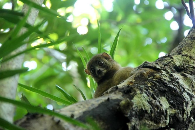 Lokobe Reserve Nature And Wildlife