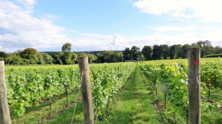 London: Full Day English Wine Tour With Lunch Discovering Award Winning English Wines