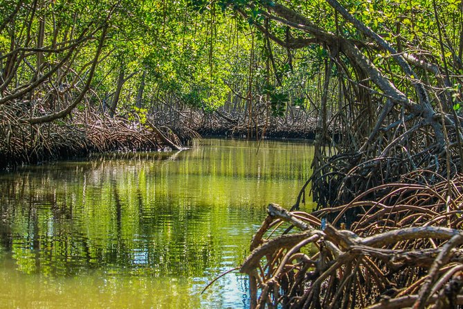 Los Haitises National Park With Montana Redonda, River And Lunch From Punta Cana Exploring Montana Redonda