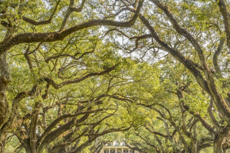 Louisiana Plantation Country Half Day Tour Tour Overview