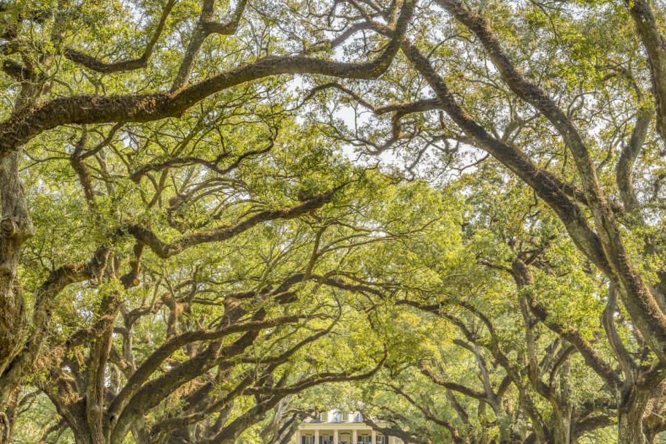 Louisiana Plantation Country Half-Day Tour - Tour Overview