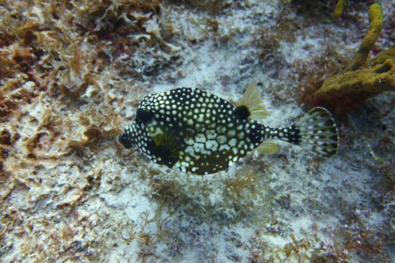 Lower Grand Lagoon: Panama City Beach Guided Snorkeling Tour Tour Overview