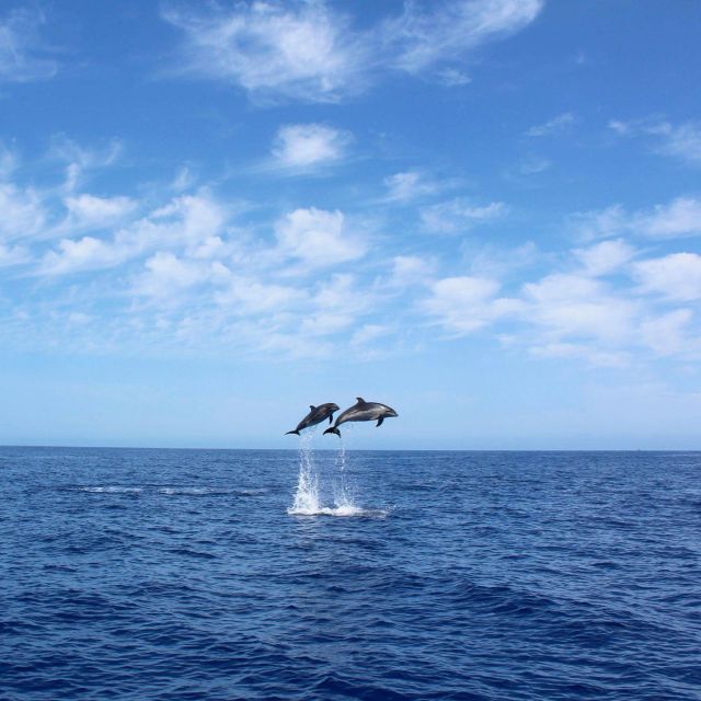 Madeira: 2.5 Hour Whale And Dolphin Watching Cruise Cruise Overview