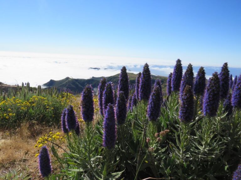 Madeira: 3 Peaks, Pico Arieiro, Das Torres, Ruivo Trek Activity Overview