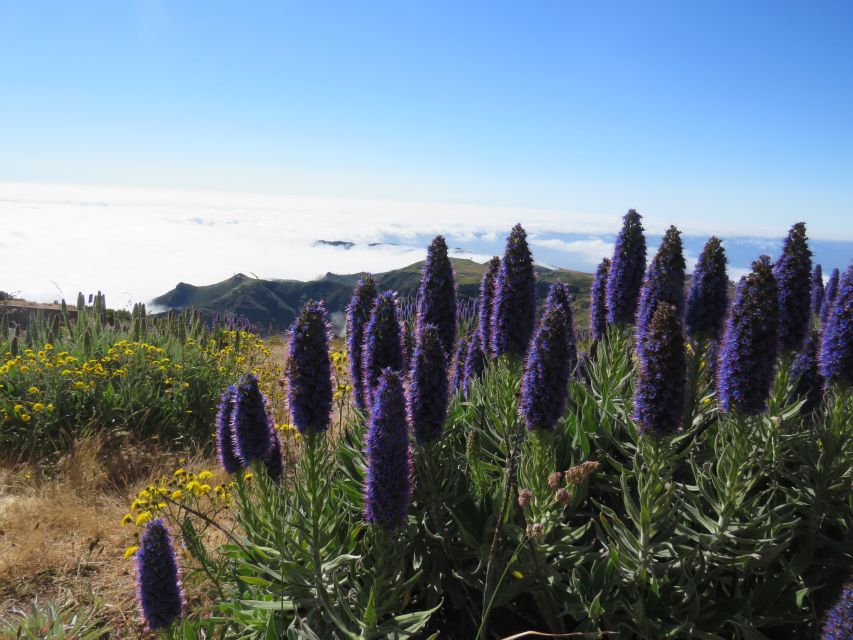 Madeira: 3 Peaks, Pico Arieiro, Das Torres, Ruivo Trek - Activity Overview