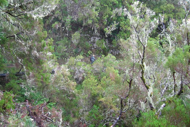 Madeira Levada Walk Rabacal Lakes And Fountains Tour Overview