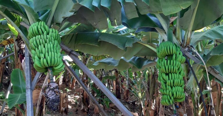 Madeira: Private Banana Farm Tour With Pickup Tour Overview