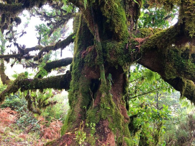 Madeira: Private Guided Vereda Do Fanal Walk Pr13 Trail Overview