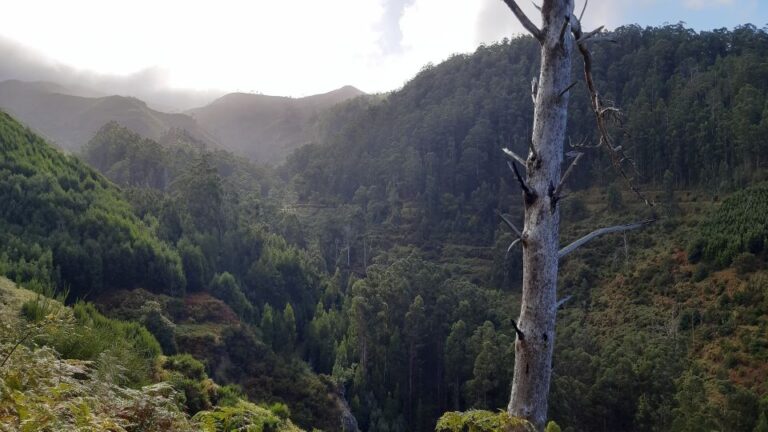 Madeira: Private Levada Ponta Do Pargo Walk Destination Overview