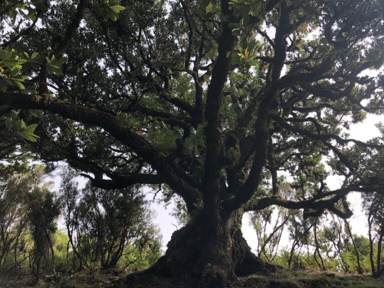 Madeira: Private Tour Of Fanal Forest Tour Overview