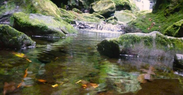 Madeira: Walking Tour Levada Do Rei/ribeiro Bonito Tour Overview