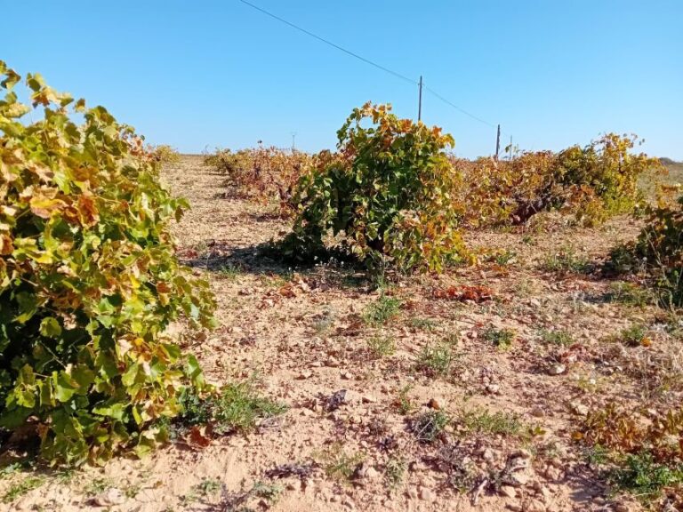 Madrid: Visit Two Wineries Close To The City Centre Overview Of The Experience