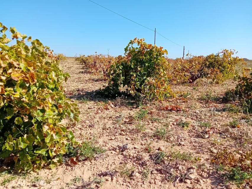 Madrid: Visit Two Wineries Close to the City Centre - Overview of the Experience