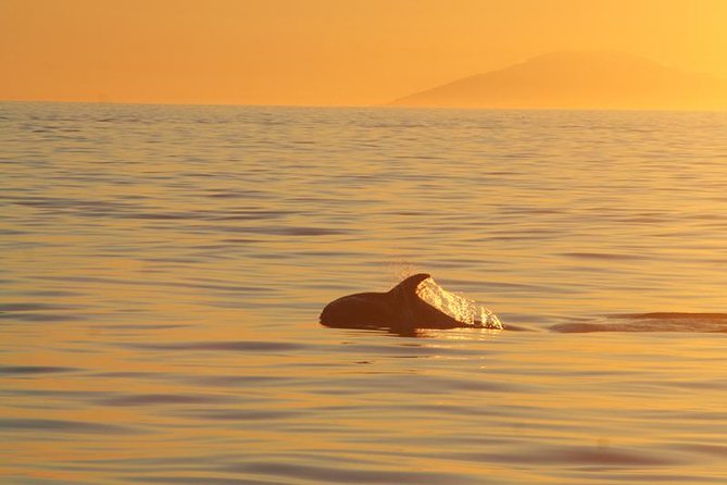 Magical Whales In The Midnight Sun | From Reykjavik Tour Details