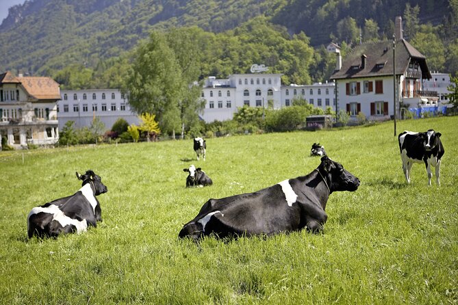 Maison Cailler Visit and Walk A Pioneer in the Meadows - Tasting the Swiss Delicacies