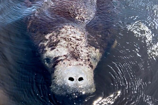 Manatee Sightseeing And Wildlife Boat Tour Inclusions And Exclusions